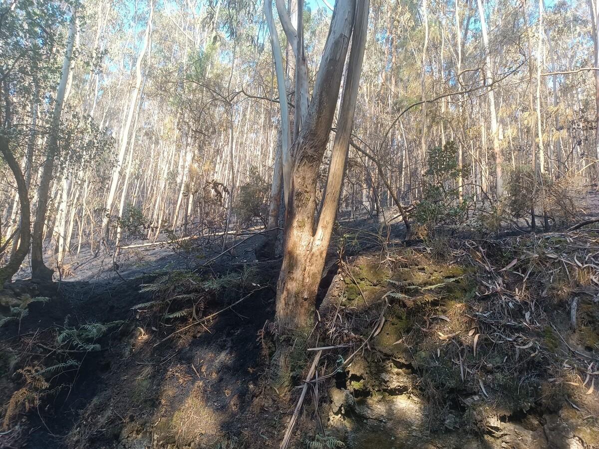 Una parte del monte calcinado en el entorno de Cruxeiras, Padrón, cerca de las viviendas