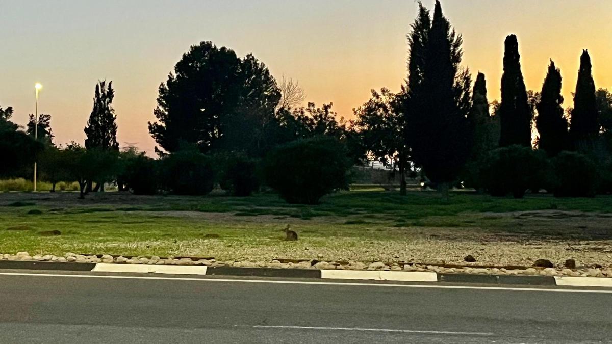 Una familia de conejos construye su hogar en una rotonda de Alzira