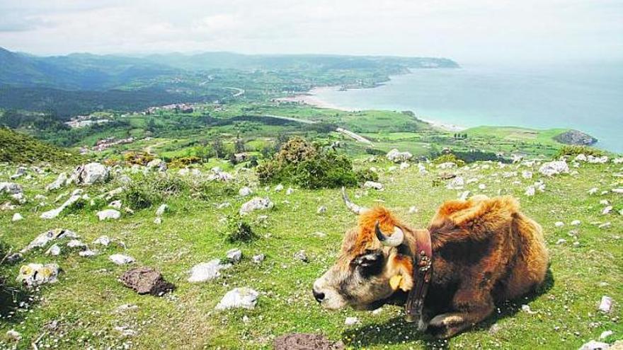 Una vaca en el pico La Forquita, uno de los lugares predilectos de Francisco Llera, con Caravia Alta abajo y la playa de La Espasa y el Arenal de Morís al fondo.