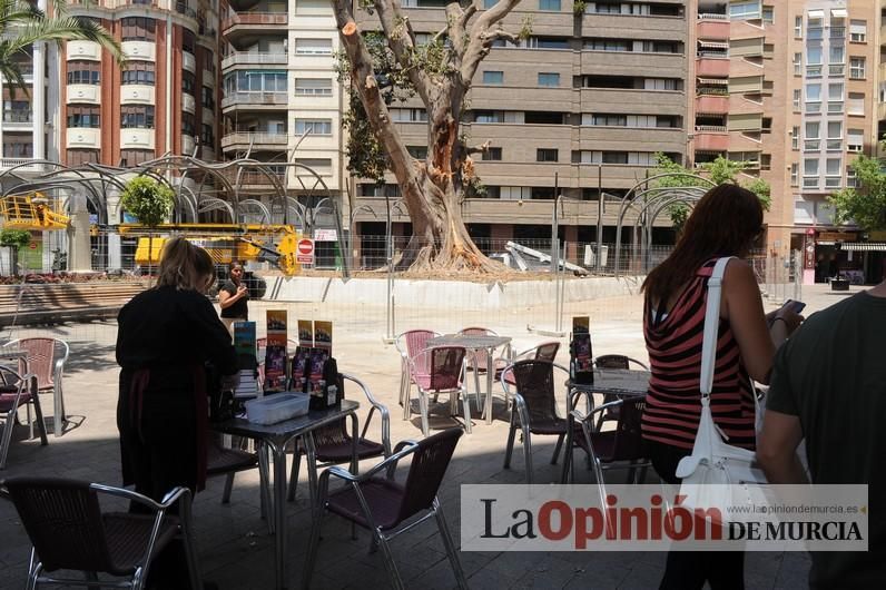 El estado final del ficus de Santo Domingo