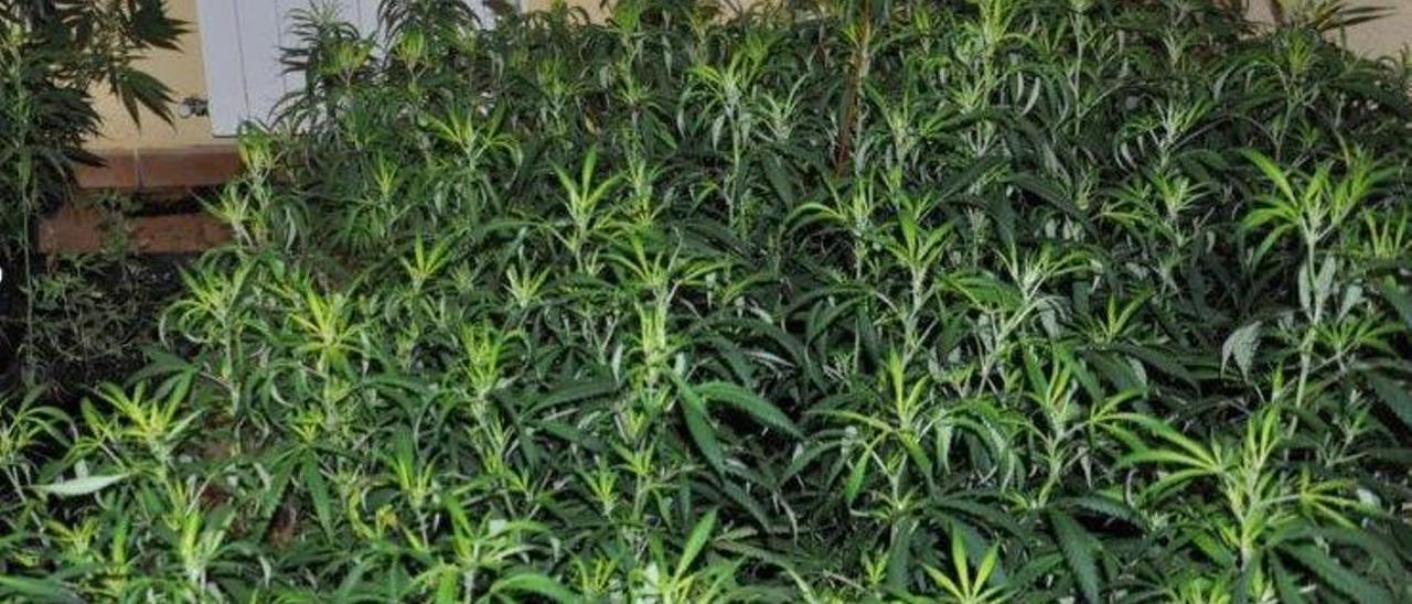 La Policía de Orihuela localiza una plantación de marihuana tras acudir al rescate de varios perros