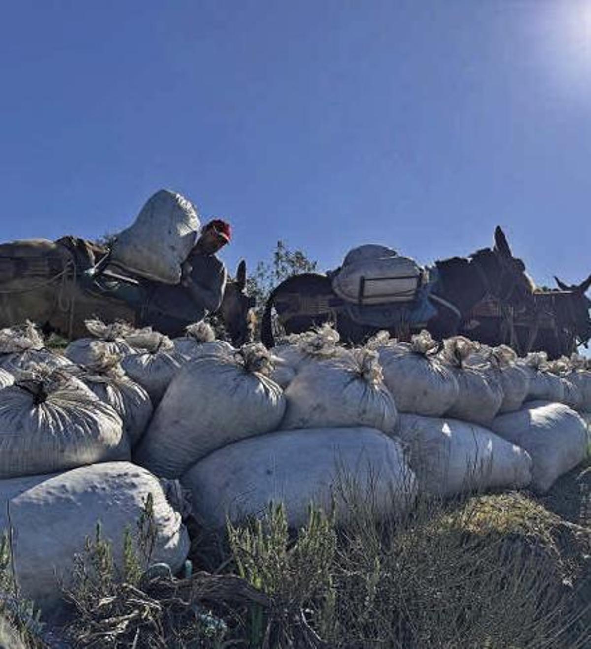 Transporte de los sacos de aceituna en un olivar de sierra de la comarca de Los Pedroches.