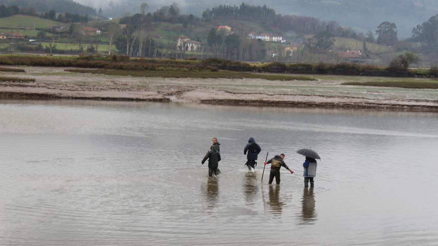 Indignación en la ría de Villaviciosa: un proyecto privado para cultivar almejas pone en pie de guerra a los mariscadores, que llevan once años parados