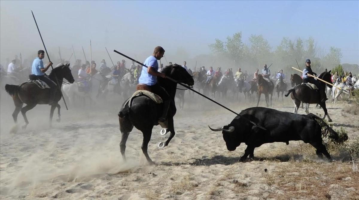 Los hombres de montar a caballo y sosteniendo lanzas se ven junto a un toro durante el Toro de la Vega toro fiesta con arpón en Tordesillas cerca de Valladolid España Martes 11 Sept 2012