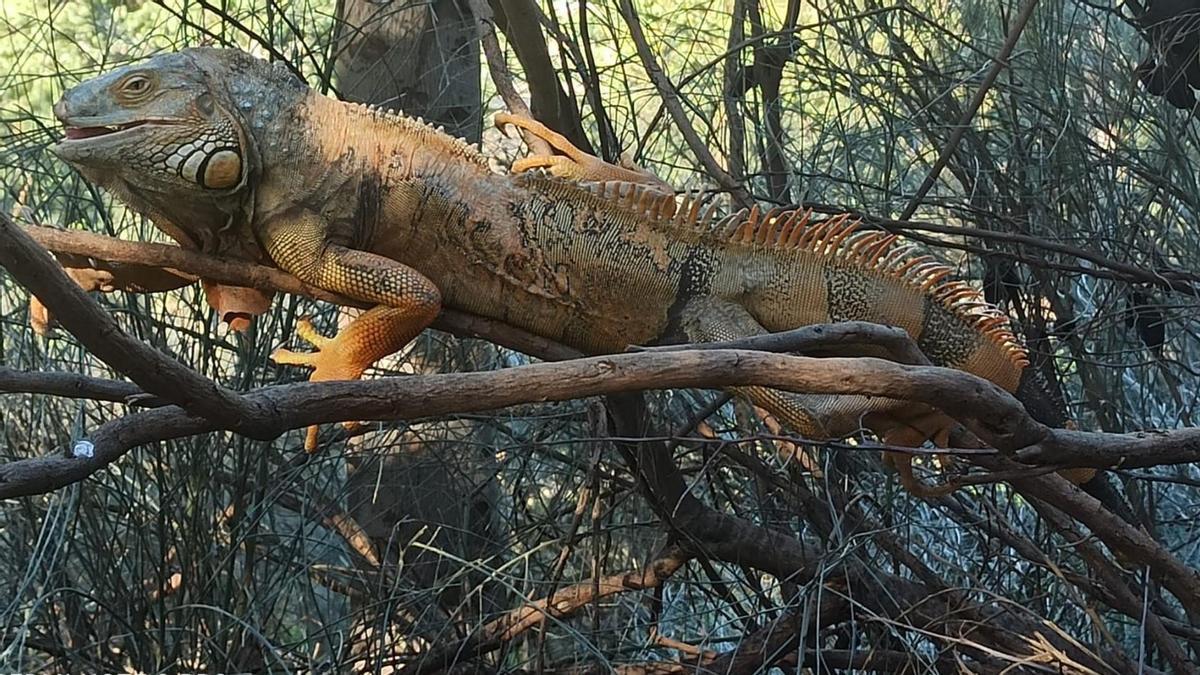 La iguana fue encontrada en una zona arbolada de la calle Albacete.