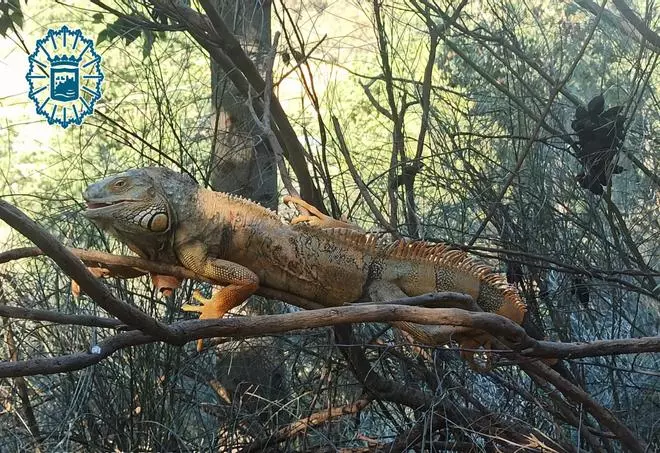 La Policía Local captura una iguana de gran tamaño en el Pavero