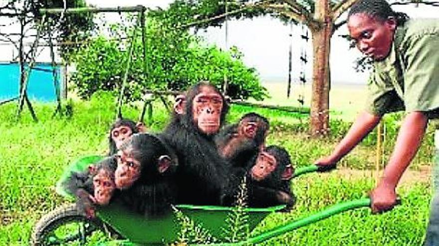 Una chimpancé paralizada por la polio dedica su vida a cuidar de otros chimpancés huérfanos