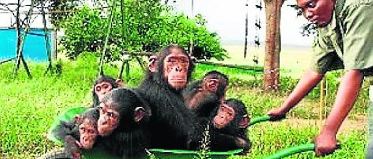 Una chimpancé paralizada por la polio dedica su vida a cuidar de otros chimpancés huérfanos