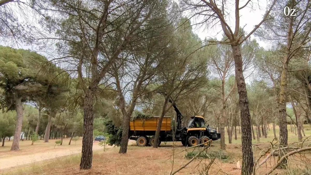 "Desmesurada" tala de decenas de pinos de medio siglo en Valorio, el pulmón de Zamora