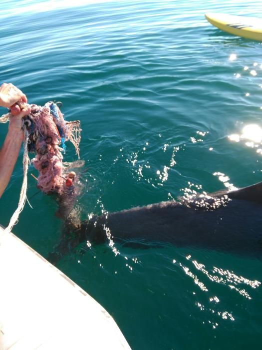 Rescatan a un delfín en la bahía de Palma