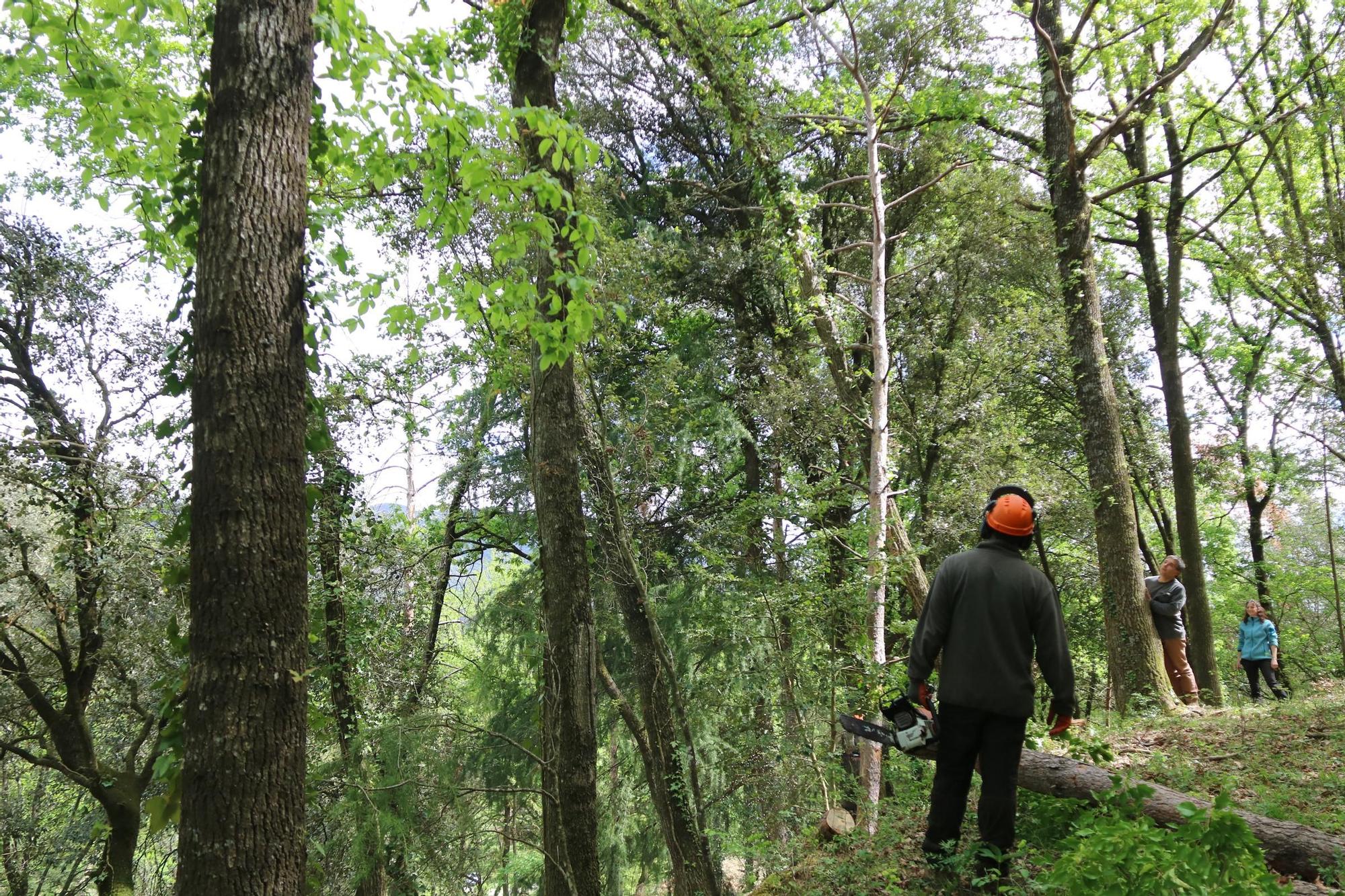 Engeguen una iniciativa pionera a la Vall de Bianya de gestió de boscos per tal d'adaptar-los al canvi climàtic
