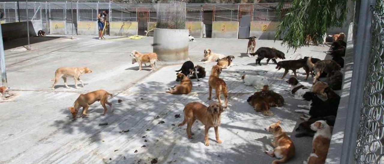 Varios animales, en el patio central de la perrera municipal de Ourense. // Iñaki Osorio