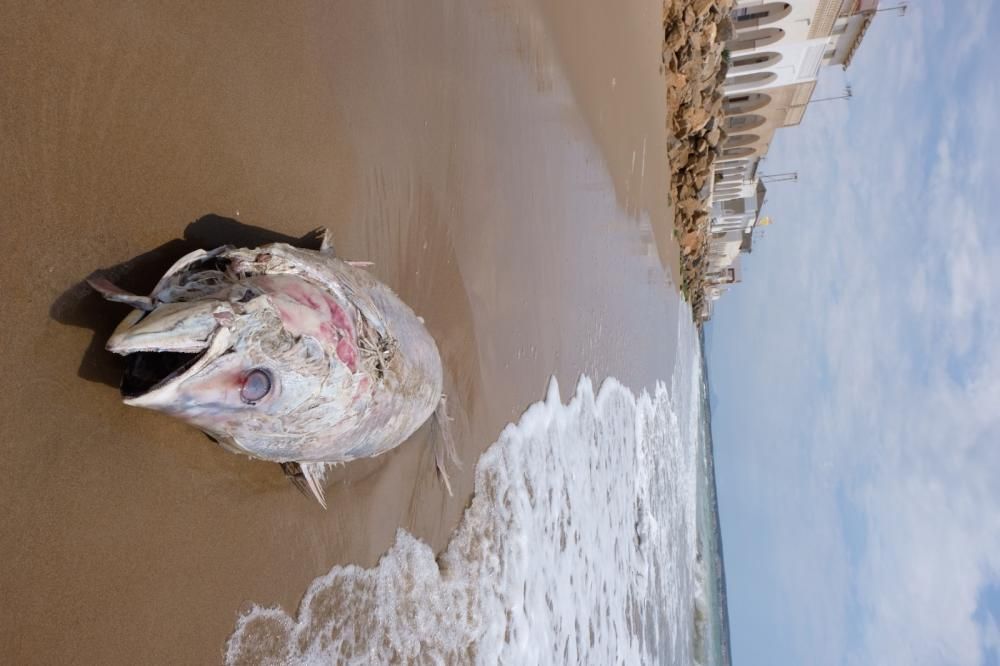 Aparece muerto un atún de unos 40 kilos en la orilla de la playa de El Pinet en Elche