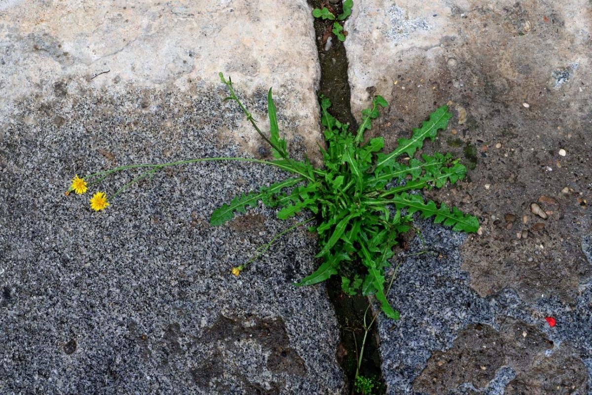 El día en el que reinó el verde