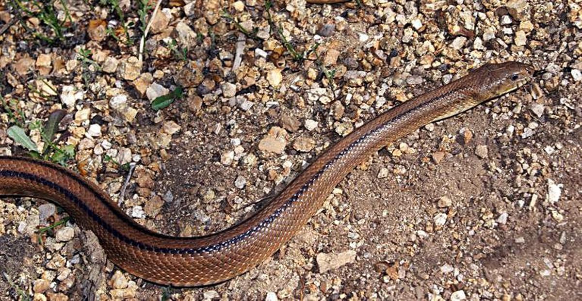 La riqueza natural de A Illa: elaboran un atlas sobre anfibios y reptiles del municipio | 9
