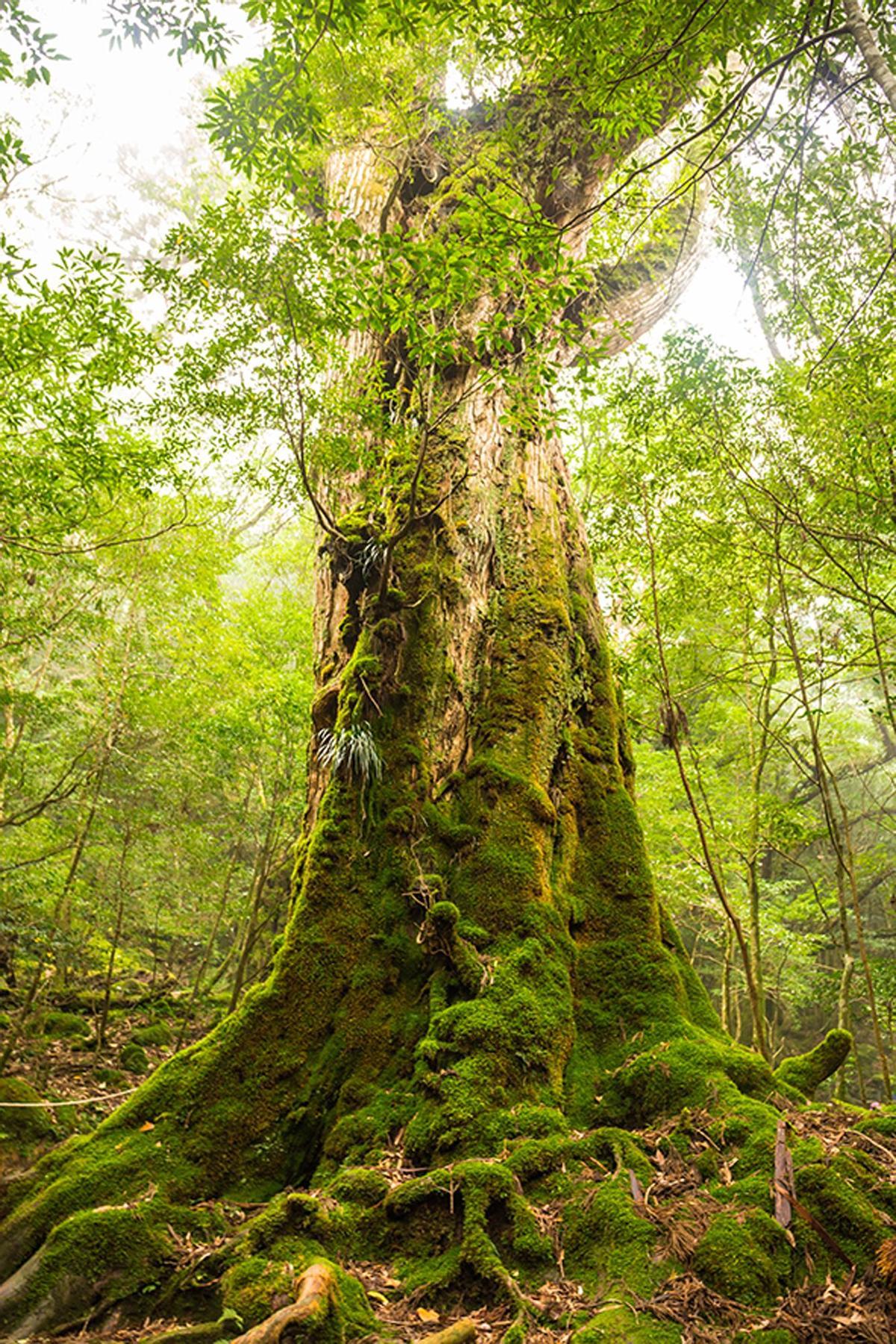 Otro de los cedros que se pueden ver en Shiratani Unsuikyo Ravine