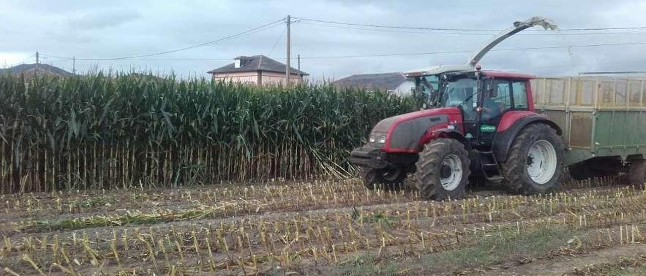 Recogida de maíz en una finca de Valdés por la cooperativa Campoastur.