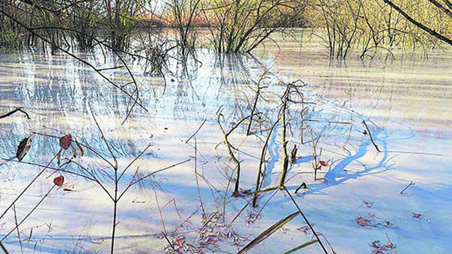 L&#039;estanyol de la Cendra queda tenyit de gris per una glopada de fang