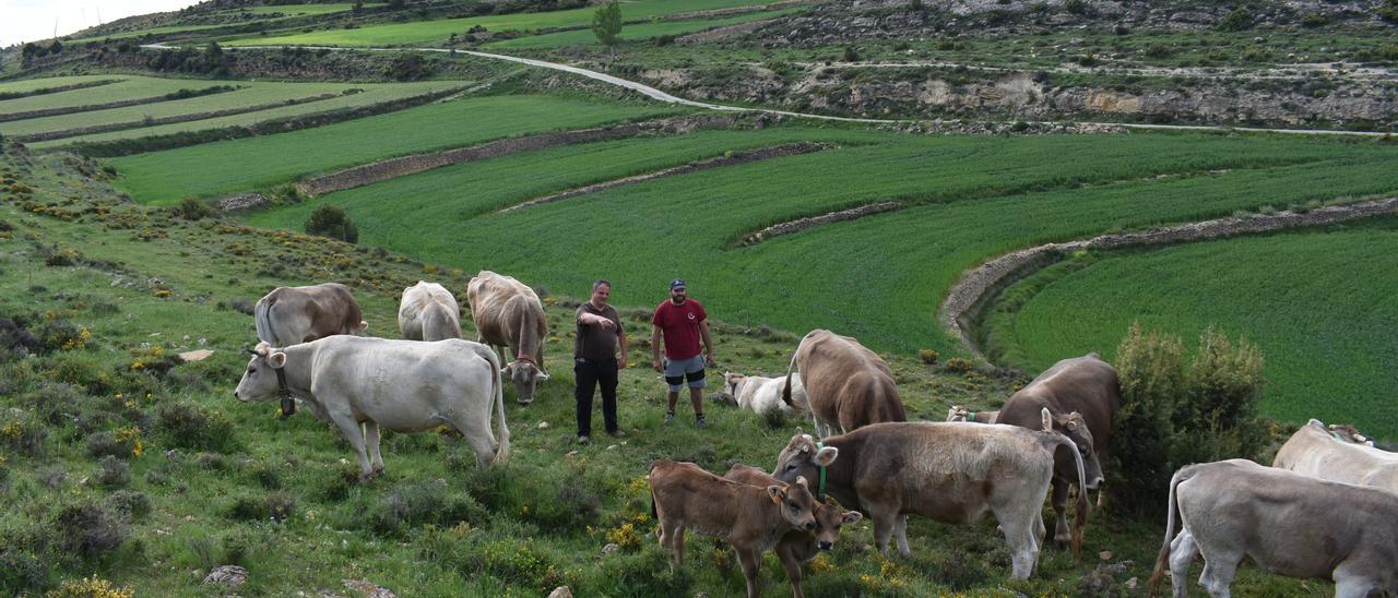 Ganaderos observan a parte de su ganado, mientras pasta en un prado en el entorno de la Todolella, en una imagen de archivo