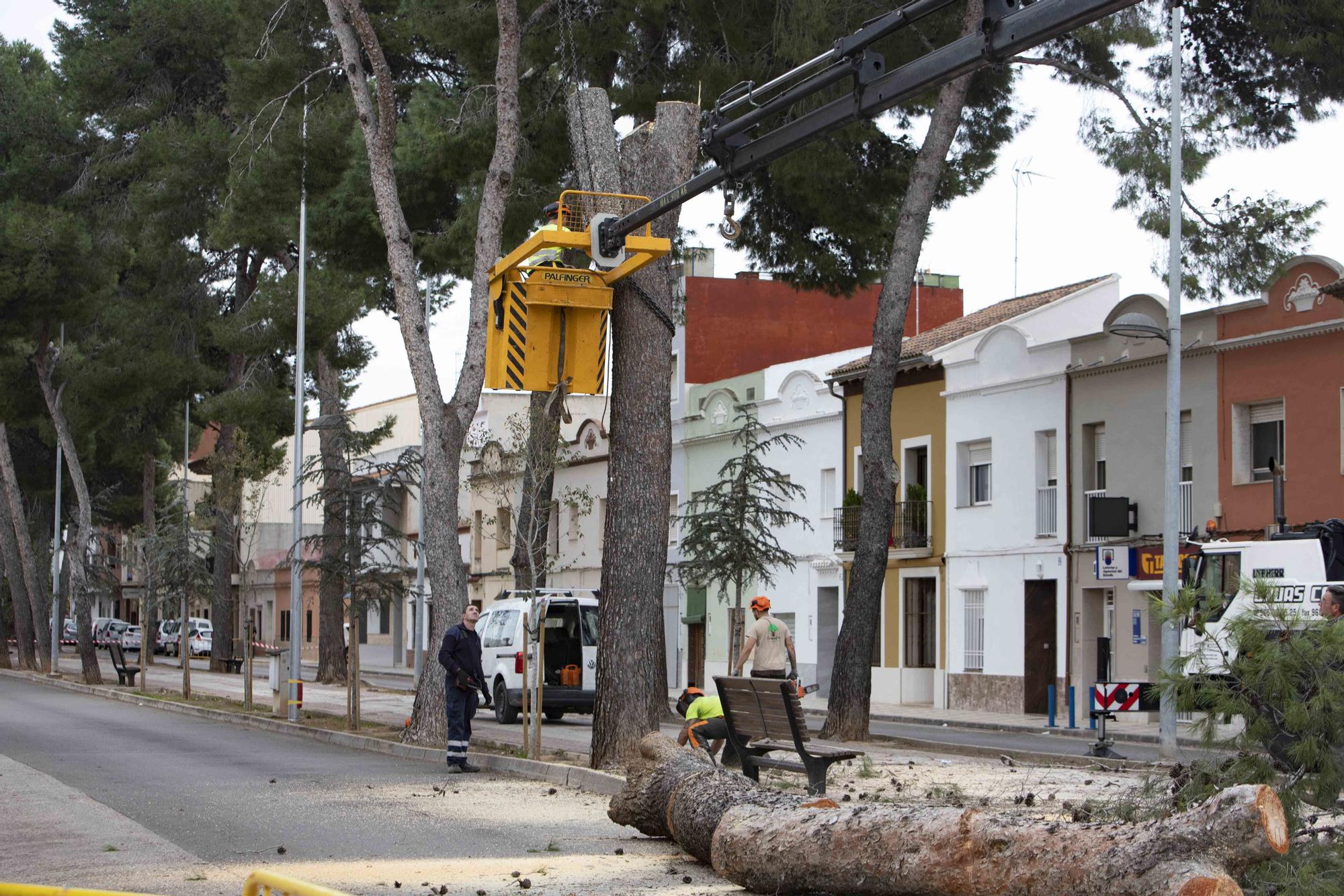 Empieza la tala de los pinos de la Gran Vía