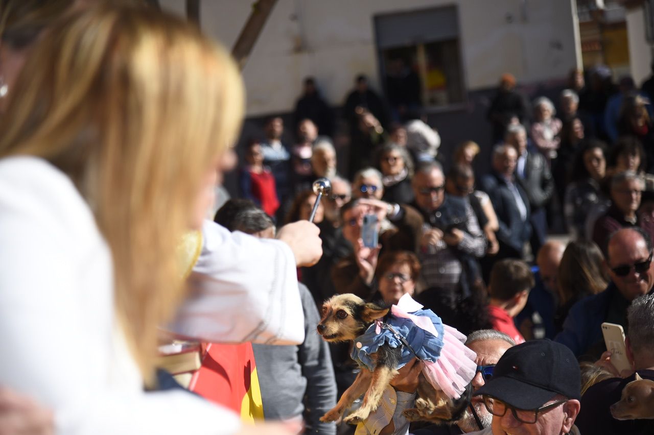 Bendición de animales por San Antón en Cartagena