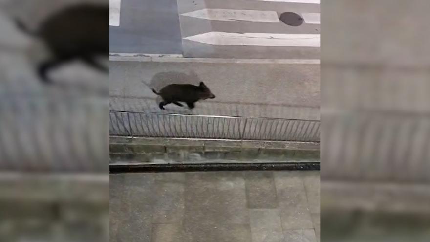 Un jabalí &#039;callejea&#039; de madrugada por las calles de Santiago