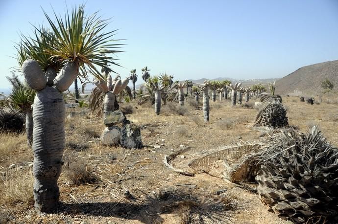 Antiguo pabellón de descanso del Ejército del Aire en El Goro (Telde)