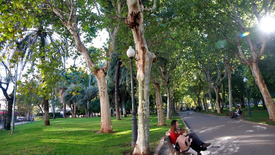 El Ayuntamiento de Córdoba ya tiene empresa para ejecutar el plan del arbolado