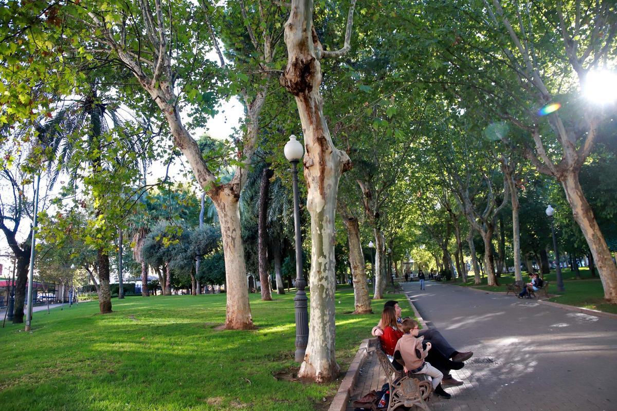 De los 87.000 árboles de Córdoba, 32.000 están plantados en zonas verdes