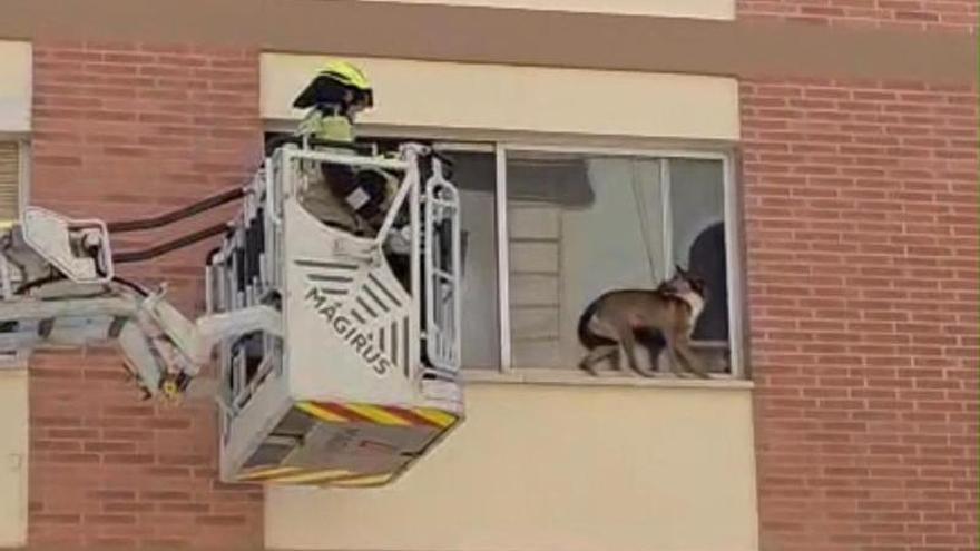 Vídeo: Apuro en Castelló ante el riesgo de caída de un perro desde un edificio