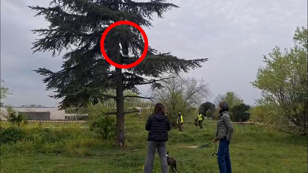 Vecinos de Montecarmelo se suben a un árbol para impedir un nuevo intento de talas