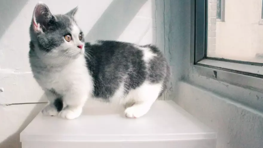 Gatos enanos: los rasgos que hacen tan especiales a los maravillosos gatos Munchkin