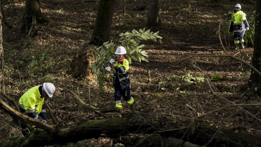 Oviedo habilita seis kilómetros de caminos peatonales en el bosque de La Zoreda