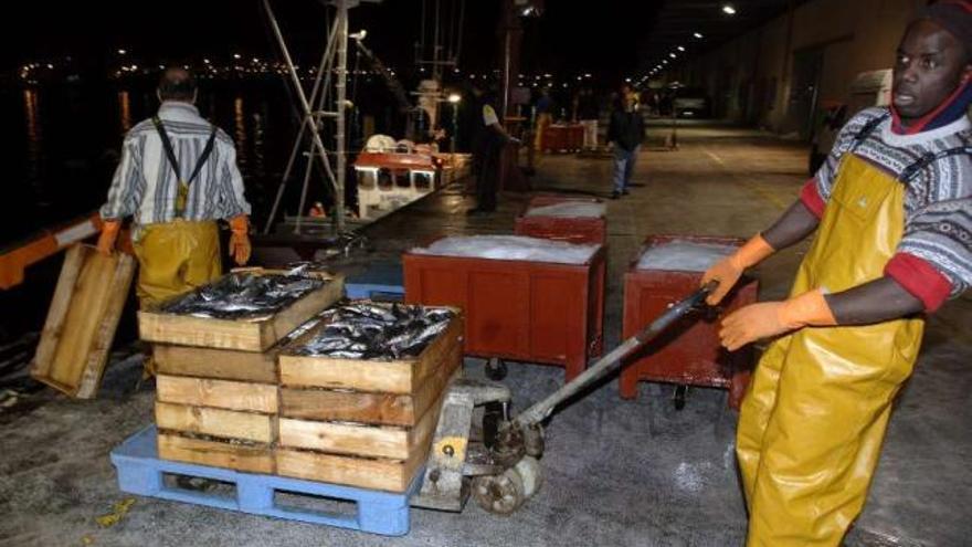 Descarga de pescado en el puerto de A Coruña. / juan varela