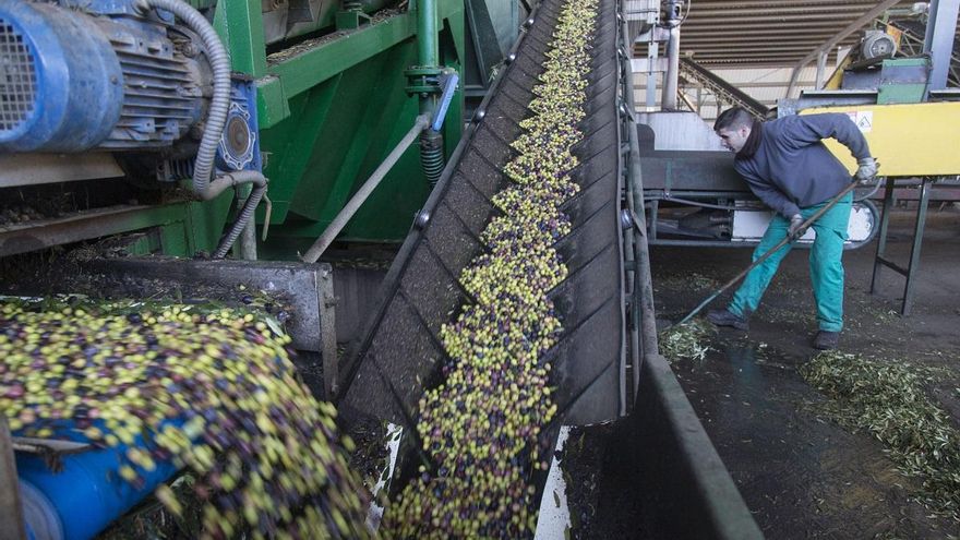 Andalucía prevé una producción 550.600 toneladas de aceite de oliva, un 7,4% más que la anterior campaña