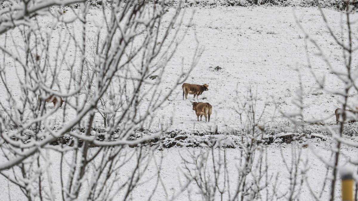 EN IMÁGENES: El primer gran temporal del otoño llega Asturias con frío y nieve