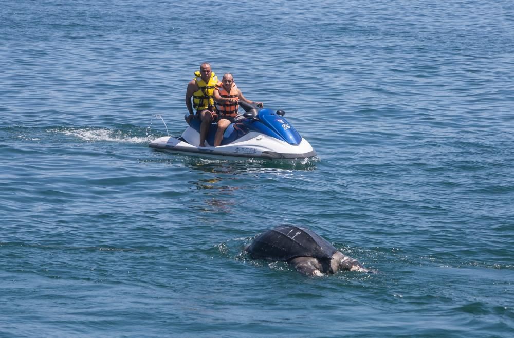 Una tortuga de300 kilos aparece muerta en La Albufereta