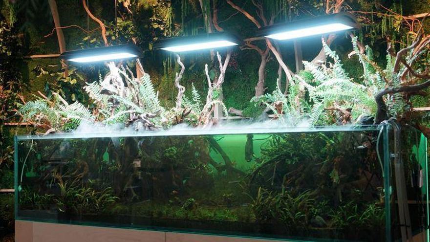 El Oceanogràfic abre una exposición única en España de paisaje sumergido