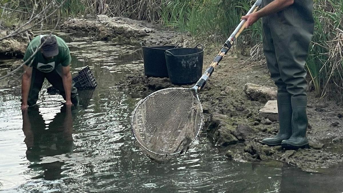 Imatge d’arxiu de persones retirant peixos d’un ecosistema aquàtic de manera controlada.