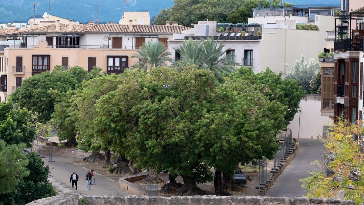 Vista de la plaza Llorenç Villalonga, con los 17 bellasombras en el centro