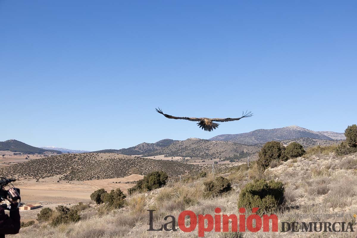 Suelta de dos buitres leonados en la Sierra de Mojantes en Caravaca