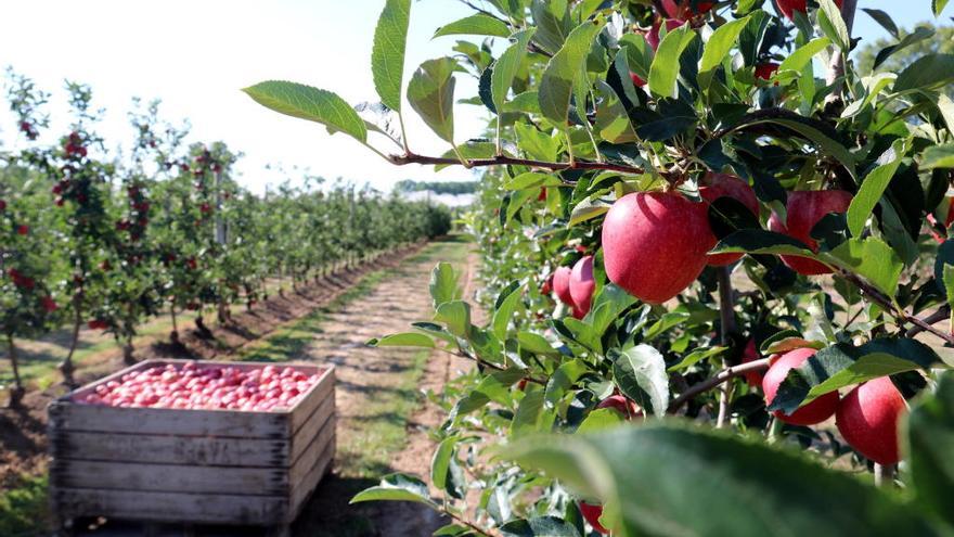 Un camp de pomes del Baix Empordà