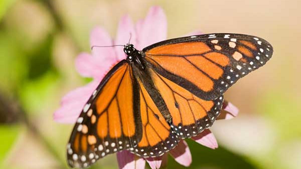 Mariposa monarca a bordo de un escarabajo en México