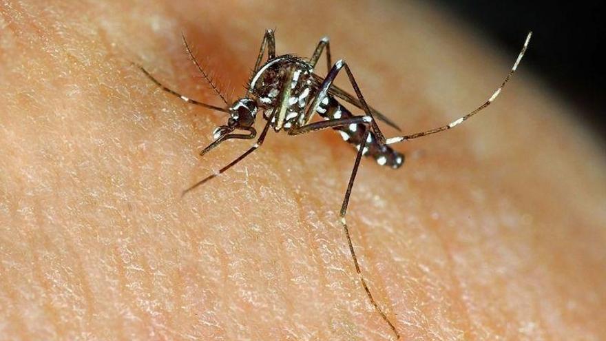 Diez consejos para mantener lejos a los mosquitos y sus picaduras este verano