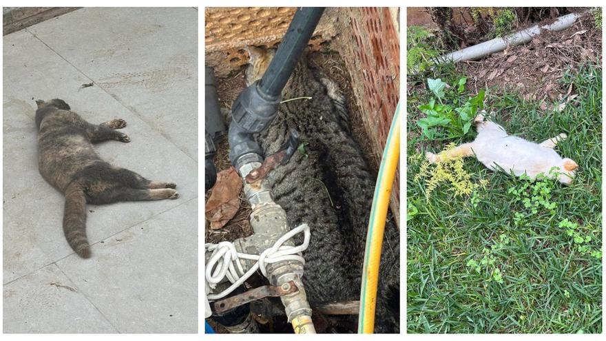 Una protectora denuncia el &quot;envenenamiento masivo&quot; de gatos en Benicàssim