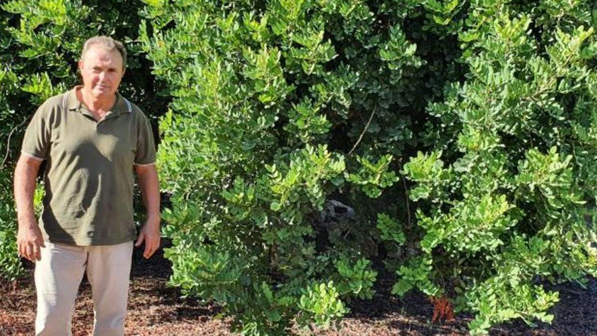 Rafel Vidal, junto a un algarroba explica que les robaron siete toneladas de fruto.