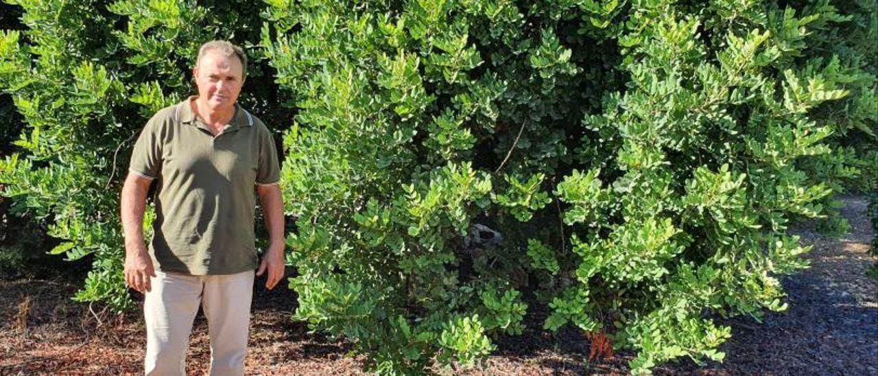 Rafel Vidal, junto a un algarroba explica que les robaron siete toneladas de fruto.