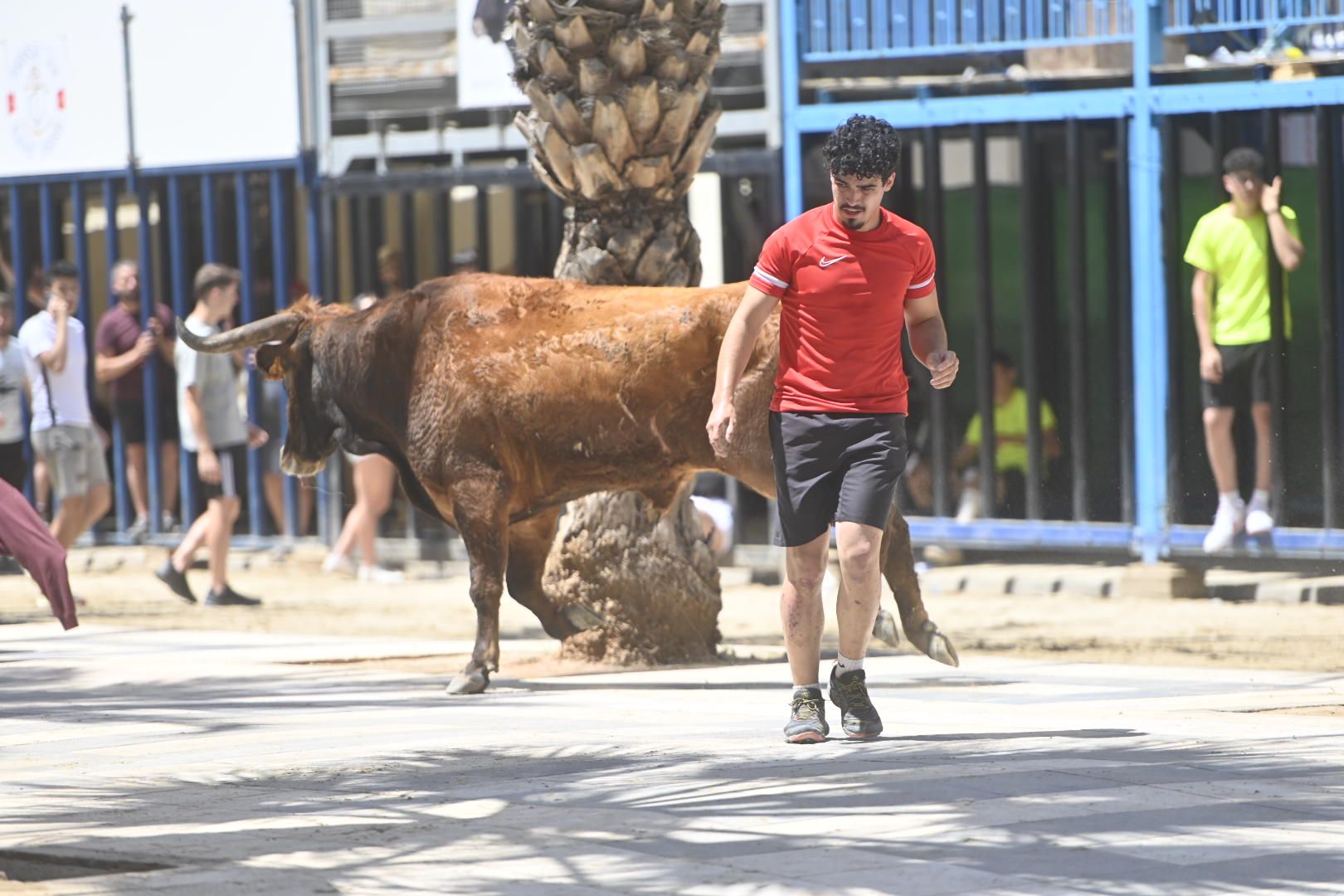 El ‘bou’ toma protagonismo mañana, tarde y noche en el Grau en fiestas