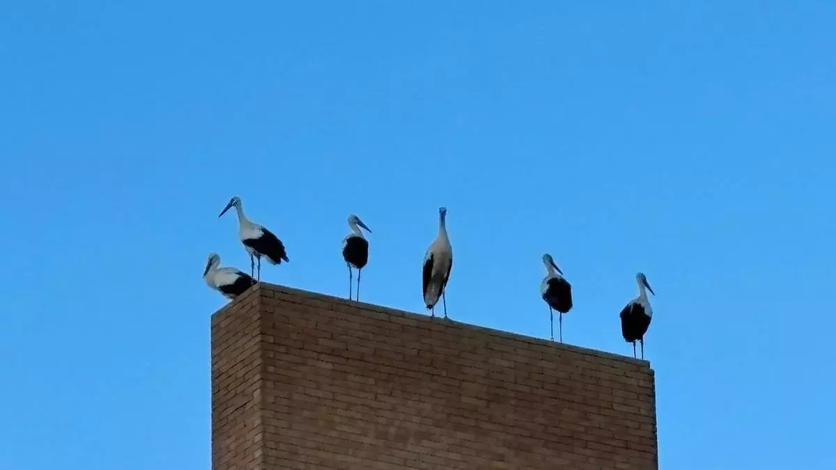 Centenares de cigueñas "utilizan" Ontinyent como zona de paso en su migración y sorprenden a los vecinos