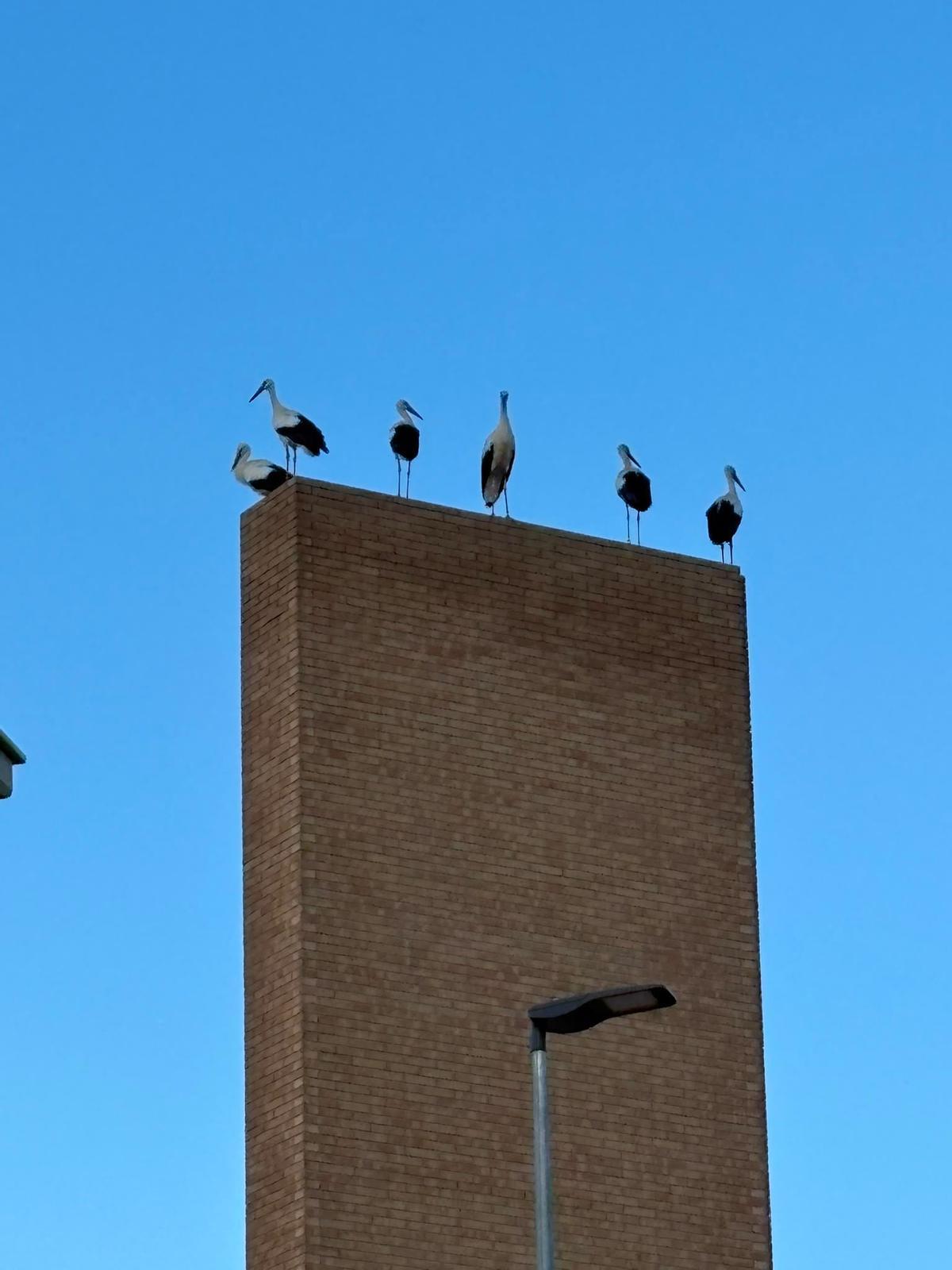Un grupo de cigüeñas, en la parte alta de una estructura de Ontinyent.